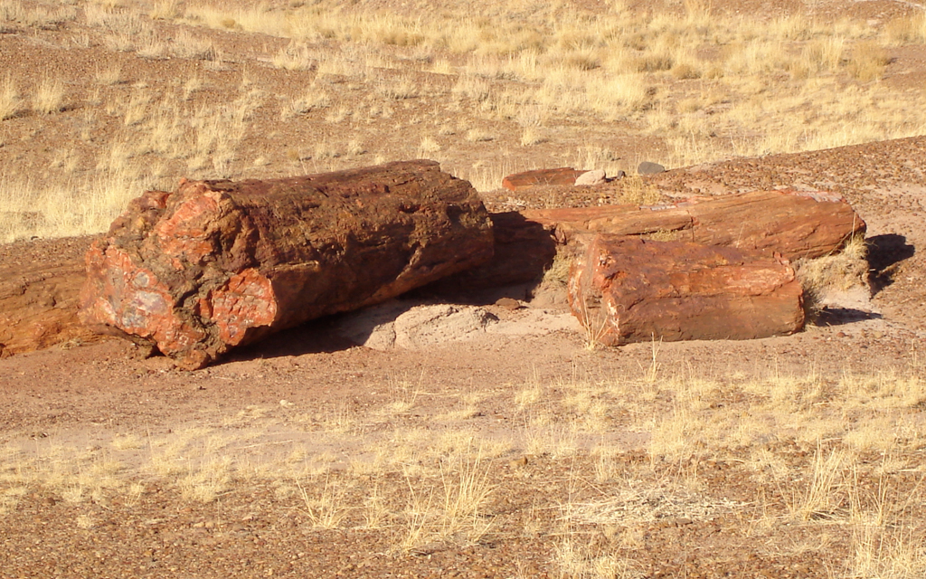 ../../../../_images/russell-dyerhouse-petrified-forest-new-mexico-20070116-071.jpg